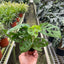 Monstera ‘Swiss Cheese’ | Climbing, Air-Purifying