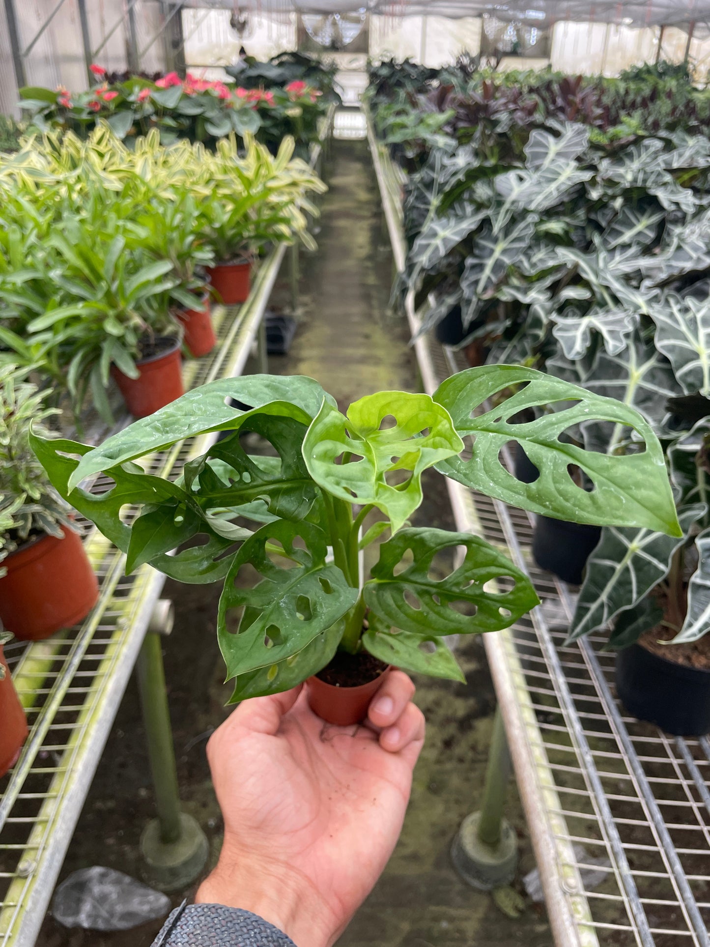 Monstera ‘Swiss Cheese’ | Climbing, Air-Purifying