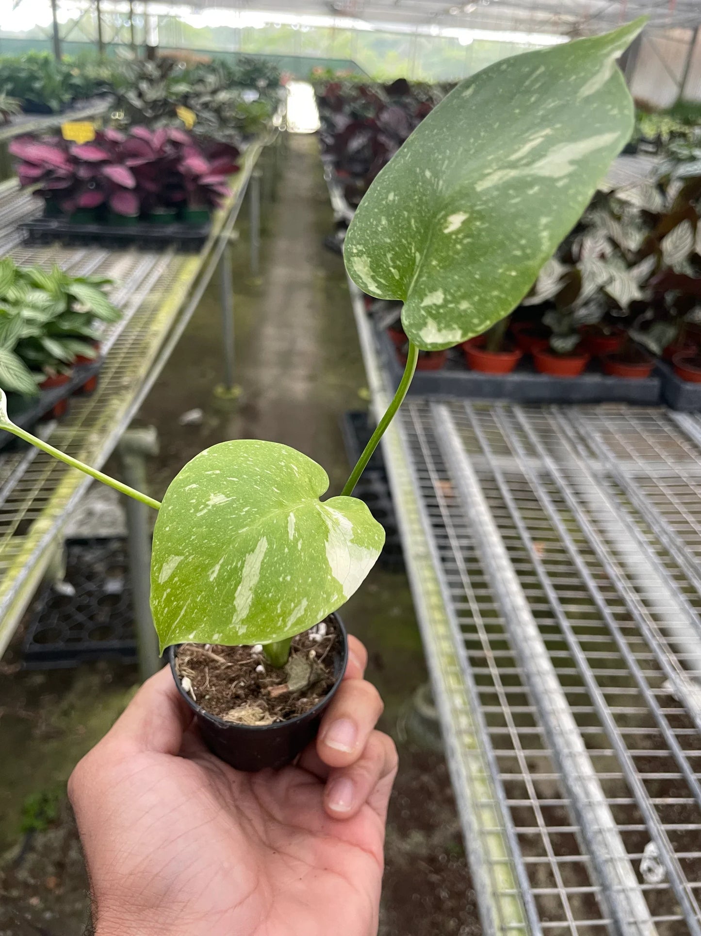 Monstera 'Thai Constellation' - Variegated
