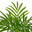Parlor Palm | Pet-Friendly, Low Light Air Purifier