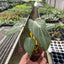 Philodendron Gloriosum