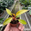 Philodendron 'Orange Marmalade'