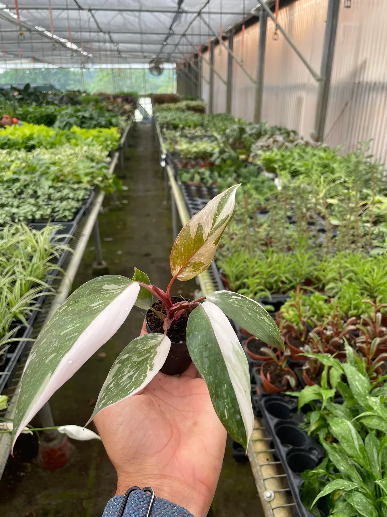 Philodendron 'Pink Princess' - Variegated Aroid