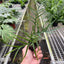 Philodendron 'Tortum'