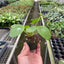 Pilea Peperomioides | Pet-Friendly & Compact