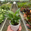 Variegated Spathiphyllum 'Domino'