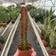 Succulent Euphorbia 'Trigona Rubra'
