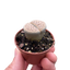 Lithop Living Stone