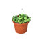 Succulent 'String of Pearls'