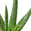 Aloe Vera | Healing Succulent for Easy Indoor Care