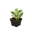 Peperomia 'Marble'