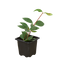 Peperomia 'Parallel'