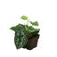 Pothos ‘Satin’ | Trailing, Air-Purifying Vine