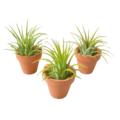 Set of 3 Ionantha Guatemala air plants in mini terra cotta pots, arranged on a desk
