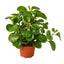 Peperomia Thailand | Pet-Safe, Easy-Care Desk Plant