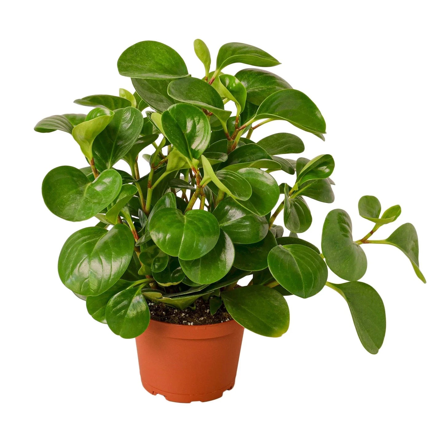 Peperomia Thailand | Pet-Safe, Easy-Care Desk Plant