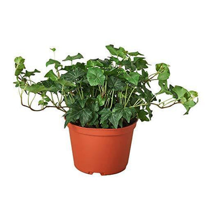 English Ivy | Fast-Growing, Classic Indoor Vine
