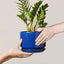Ceramic Plant Pots, 4.3"+5.3"+6.8" Flower Pots with Drainage Hole & Saucer, Pack of Three Planter, Sapphire Blue
