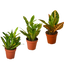 3 Croton Variety Pack / 4" Pot / Live Plant / House Plant