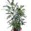 Aralia 'Green'