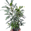 Aralia 'Green'