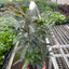 Aralia 'Green'