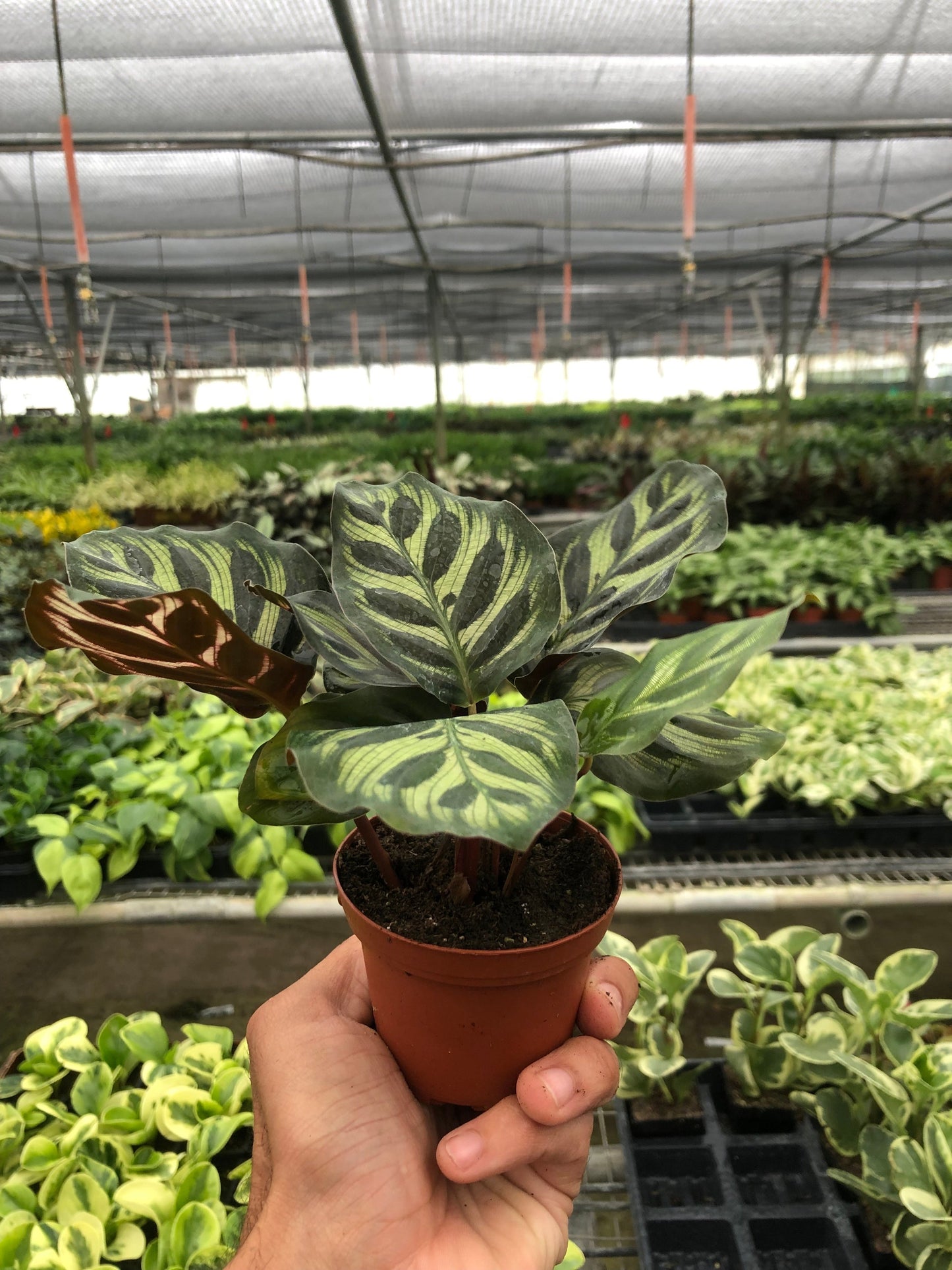 Calathea 'Makoyana' - Peacock Plant