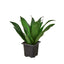 Dracaena ‘Janet Craig’ | Easy-Care Upright Foliage