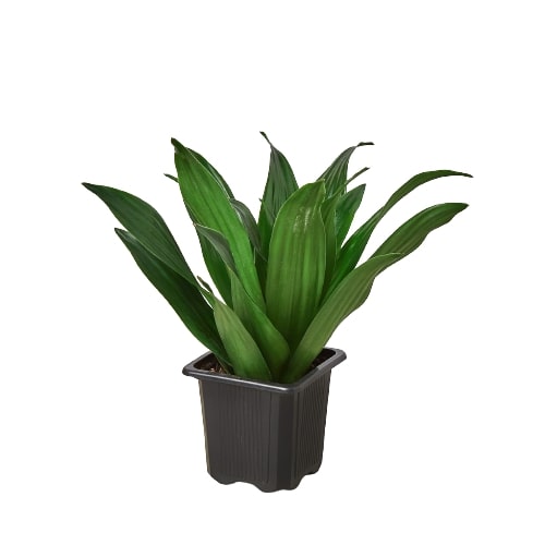 Dracaena ‘Janet Craig’ | Easy-Care Upright Foliage