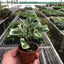 Ficus Elastica 'Triangularis' Variegated