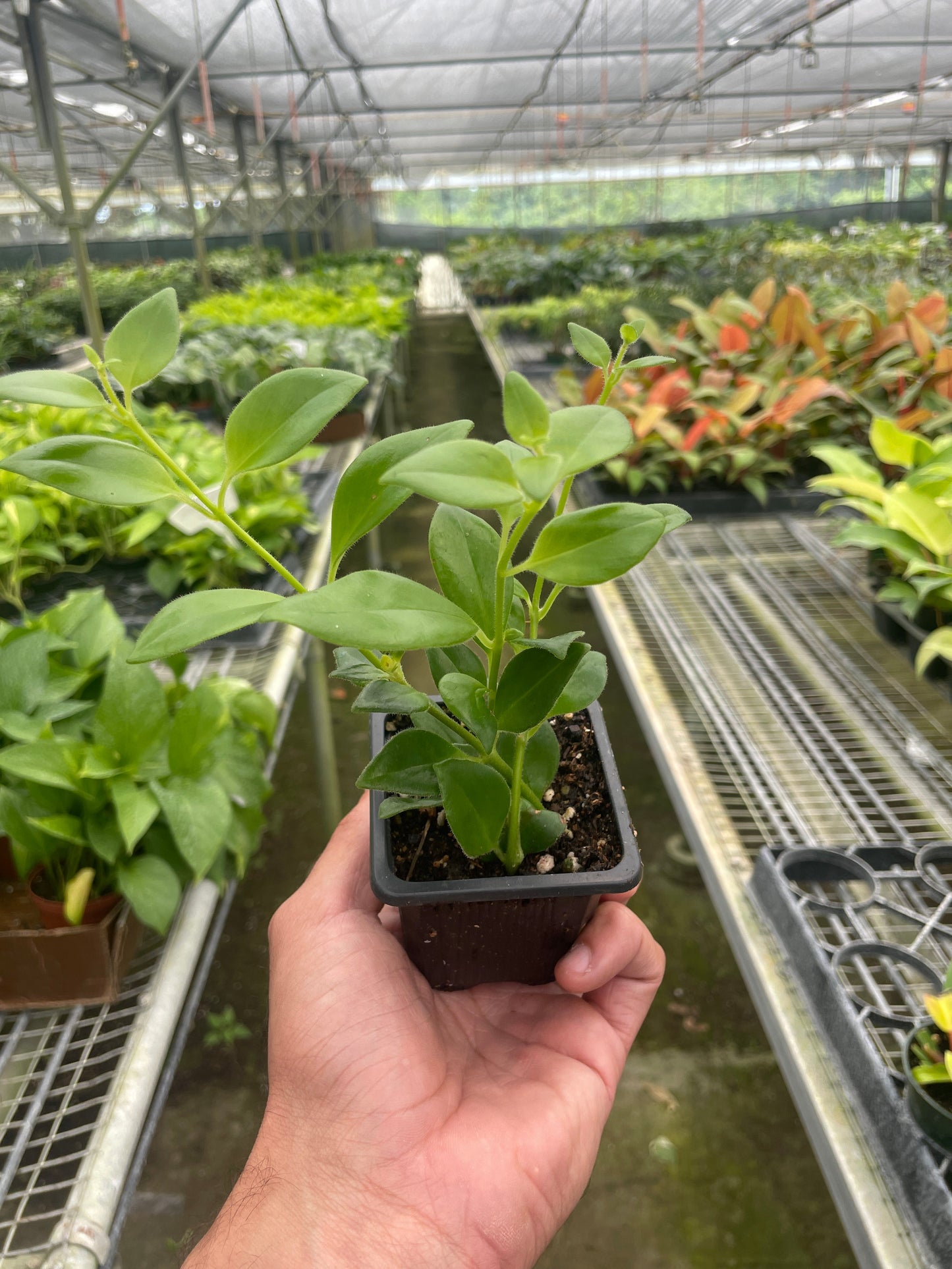 Lipstick Plant - Vibrant Blooming Climber