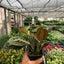 Red Prayer Plant | Pet-Safe Hanging Foliage