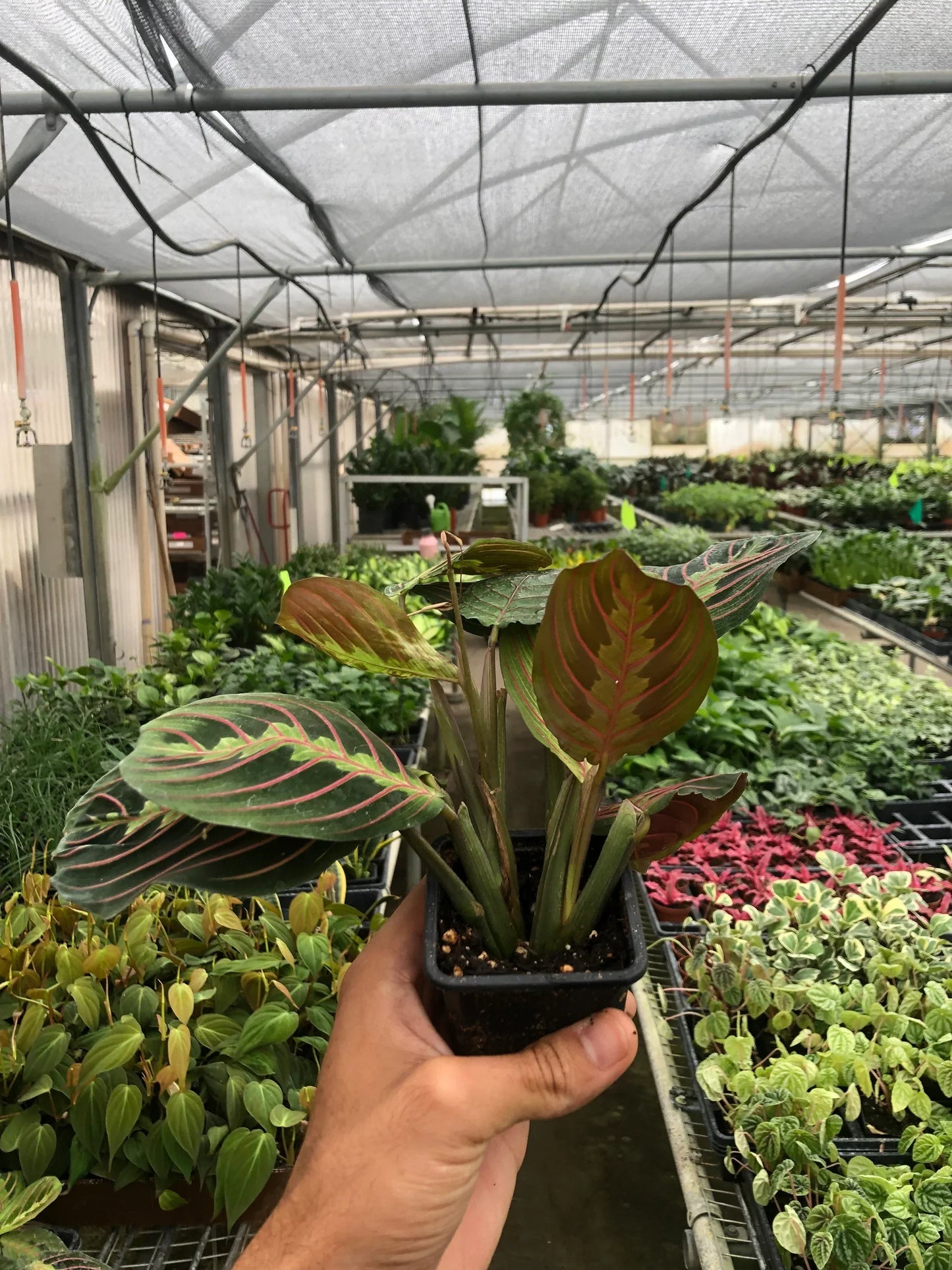 Red Prayer Plant | Pet-Safe Hanging Foliage