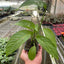 Monstera ‘Swiss Cheese’ | Climbing, Air-Purifying