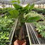 Money Tree | Braided Indoor Plant for Luck