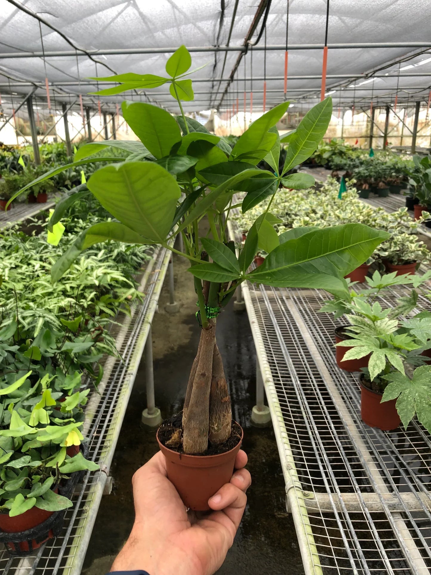 Money Tree | Braided Indoor Plant for Luck