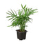 Parlor Palm | Pet-Friendly, Low Light Air Purifier