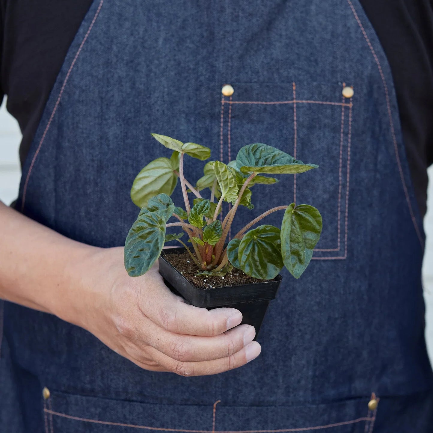 Peperomia 'Ripple' - Emerald Ripple Pepper Houseplant