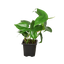 Philodendron Cordatum | Low Light Trailing Plant