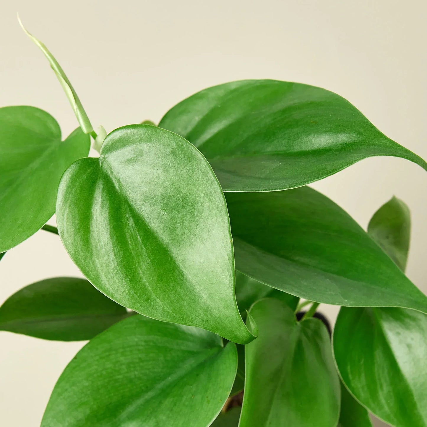 Philodendron Cordatum | Low Light Trailing Plant