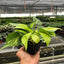 Philodendron ‘Brasil’ | Variegated, Easy Trailing