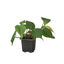 Philodendron ‘Velvet’ | Lush Trailing Foliage Plant