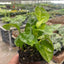 Pothos 'Global Green' - Easy Care Trailing