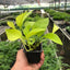 Neon Pothos | Bright, Trailing & Easy-Care Vine