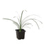 Ponytail Palm – Drought-Tolerant Sculptural Indoor Tree