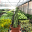 Snake Plant Braided