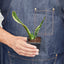 Snake Plant ‘Laurentii’ | Bold, Air-Purifying Foliage
