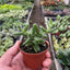 Delosperma echinatum 'Pickle Plant'
