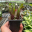 Succulent Euphorbia 'Trigona Rubra'