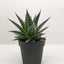 Gasteria ‘Durban’ | Unique, Low Maintenance Accent